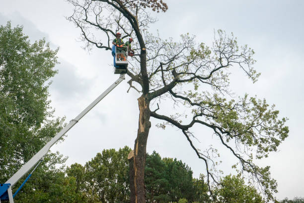 Best Stump Grinding and Removal  in Webb City, MO