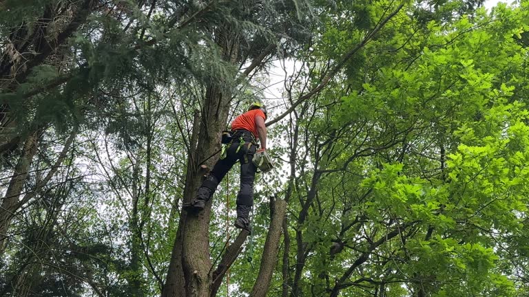 Best Utility Line Clearance  in Webb City, MO