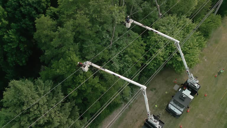 Best Root Management and Removal  in Webb City, MO