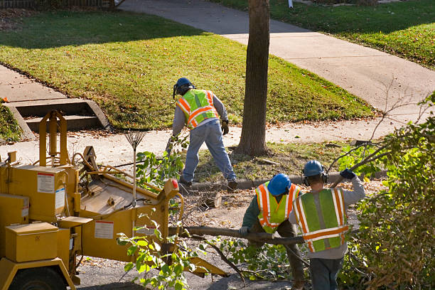 Best Tree Risk Assessment  in Webb City, MO