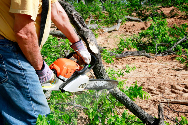 Best Tree Removal  in Webb City, MO